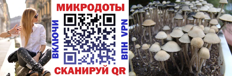 Псилоцибиновые грибы Psilocybe где купить наркоту Кинель